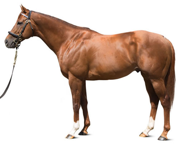 Night of Thunder is an exceptional sire son of Dubawi.