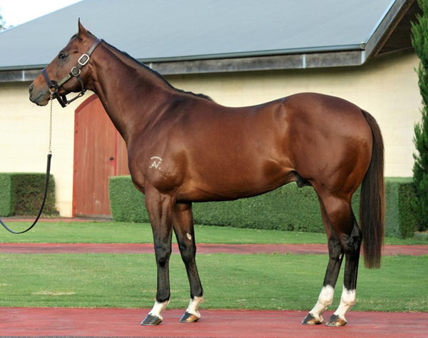 Nostradamus stands at Rosemont Stud at a fee of $5,500 - click for more information