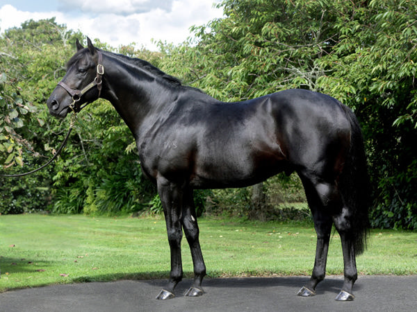 Magice is a full brother to Waikato Stud's exciting young sire Noverre.