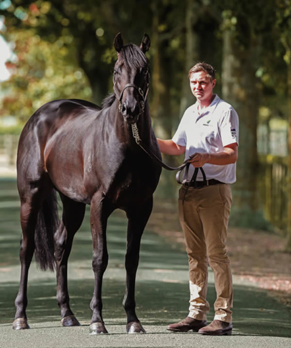Noverre will stand alongside his sire Savabeel at Waikato Stud - image Trish Dunell