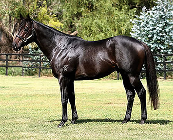 O'Lonhro is the sire of O'Tauto
