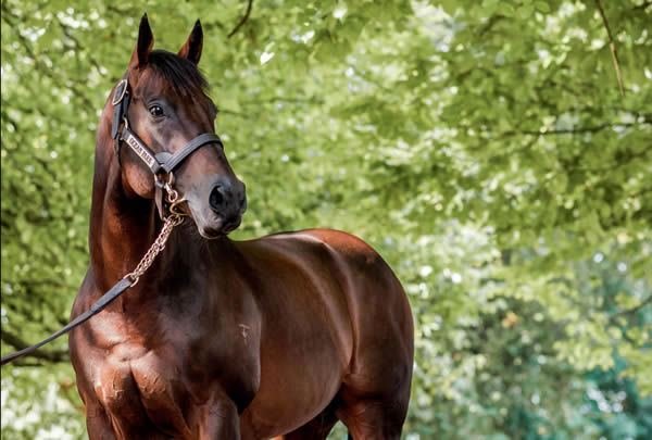 Kovalica is the 18th SW for Cox Plate winning sire Ocean Park.