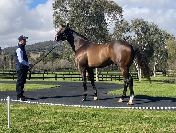 Golden Rose and Caulfield Guineas winner Ole Kirk in his second season at stud. 