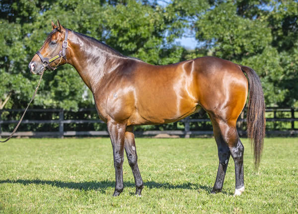 Ole Kirk, click for more info on this Golden Rose/ Caulfield Guineas winning sire.