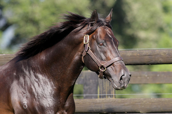 Four time Champion New Zealand sire O'Reilly. 