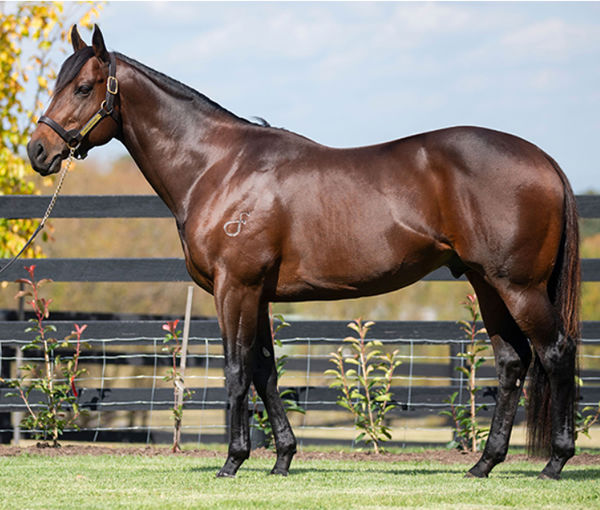 Overshare is one of the Spendthrift Australia stallions that will be looking for a new home. 