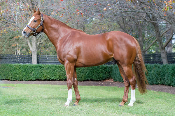 The first crop of yearlings by Sun Stud's Palentino will be a highlight at Inglis Premier 
