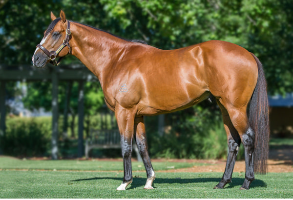 Pariah stands at a fee of $8,800 at Oaklands Stud.