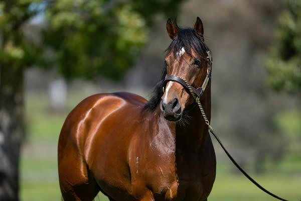 Peltzer has his first yearlings on offer at Magic Millions, click for more info.