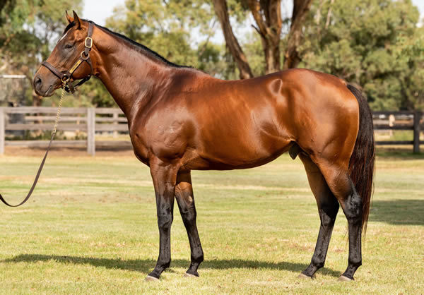 Peltzer has some lovely weanlings to be offered at Inglis and Magic Millions.
