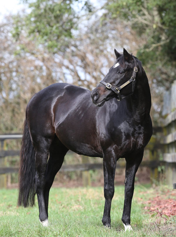 Rich Hill Stud foundation sire, Pentire Photo Credit: Trish Dunell