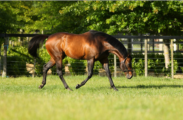 Per Incanto (USA) is the pride of Little Avondale Stud.