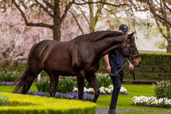 Pierro made headlines in 2024 as the sire of the $10million yearling filly from Winx and this year will be covering a significant number of mares coming across from Arrowfield Stud.