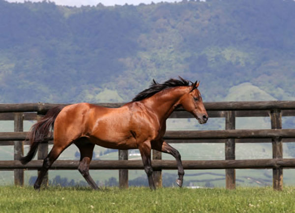 the last crop of foals sired by much missed sire Pins are three year-olds. 