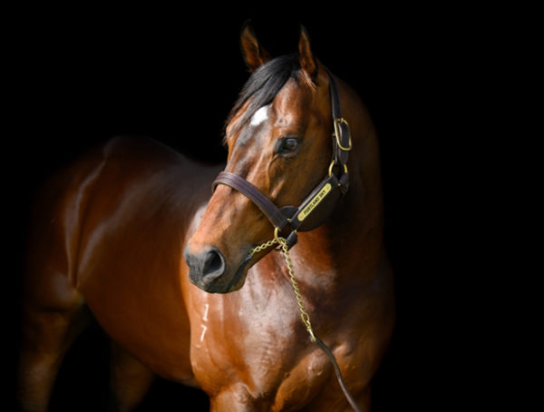 Portland Sky is the heir apparent for his champion sire Deep Field, click for more info.