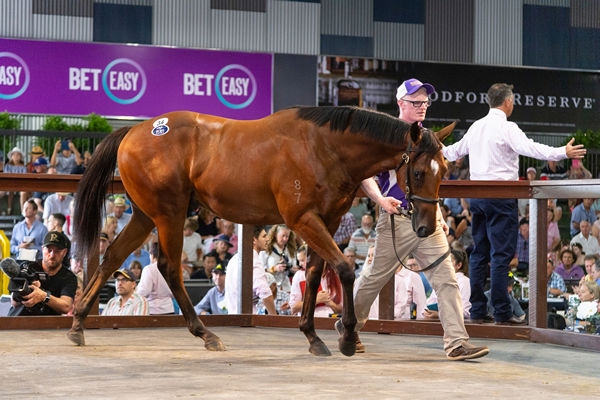 $1.6 million Magic Millions purchase Prague was the most expensive yearling by Redoute's Choice sold in 2019 - image Bronwen Healy