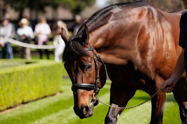 Pride of Dubai, click for more info. 