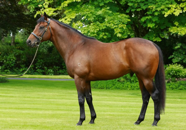 Pride of Dubai, click to see his two MM 2024 yearlings.