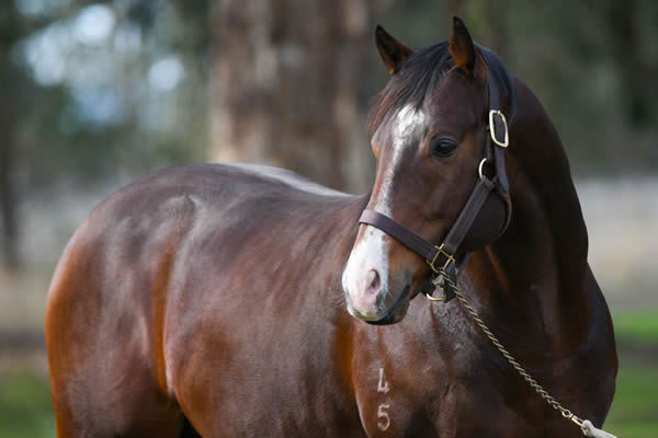 Prince of Caviar is a Premium stallion, click for more information.
