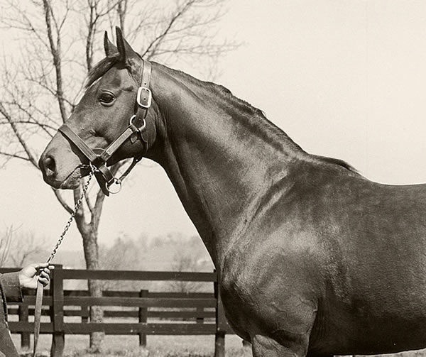 Princequillo - image Claiborne 
