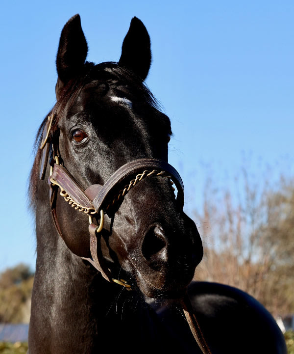 Prized Icon is the s ire of dual G1 winner Tropical Squall. 