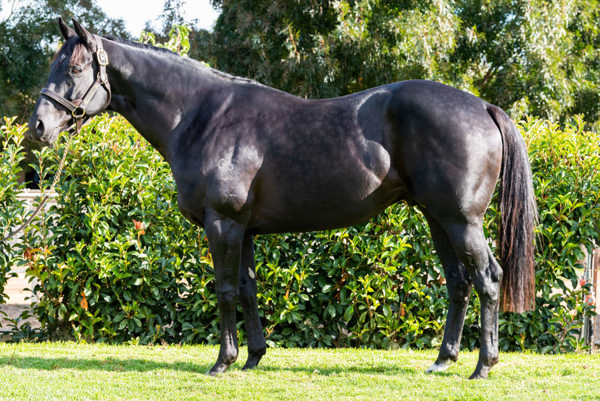 Prized Icon stands at Kooringal Stud, click for a Hypo mating.