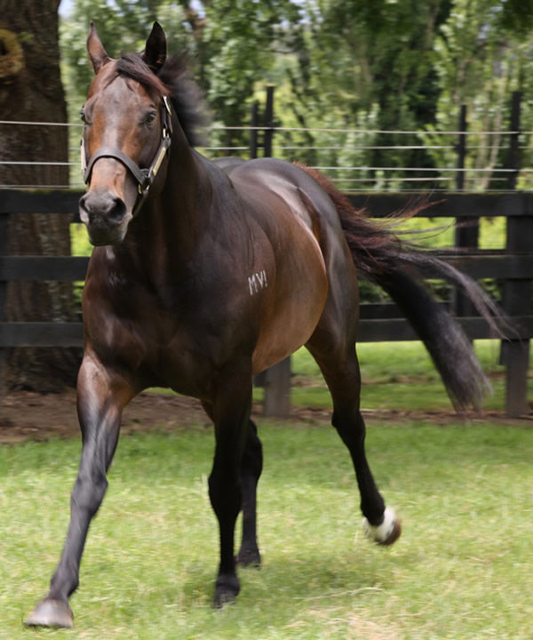 Proisir is a sire on the rise. 