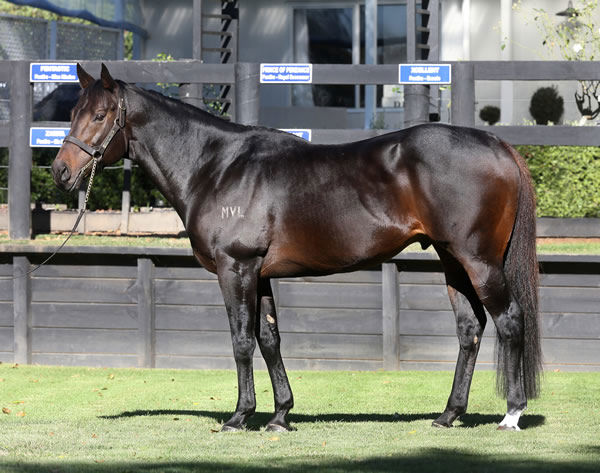 Levante is by rising star NZ sire Proisir