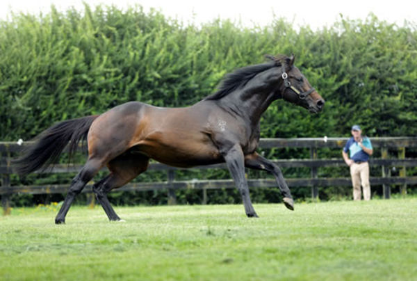 Proisir is the sire of Levante.