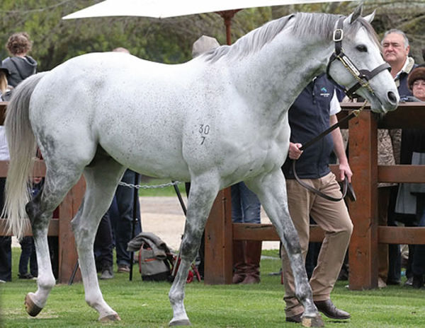 Puissance de Lune (IRE) has emerged as a promising young sire