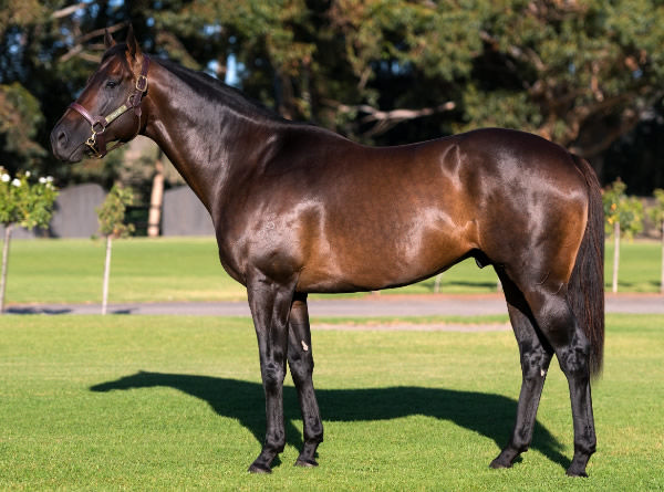 Rafeef is one of the leading young sires in South Africa. 