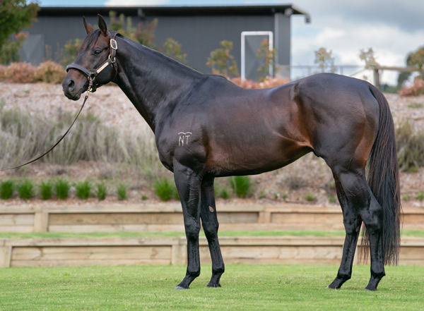 Fireburn's sire Rebel Dane is new to Widden Stud this spring after covering small books of mares previously in Victoria, click for more information.