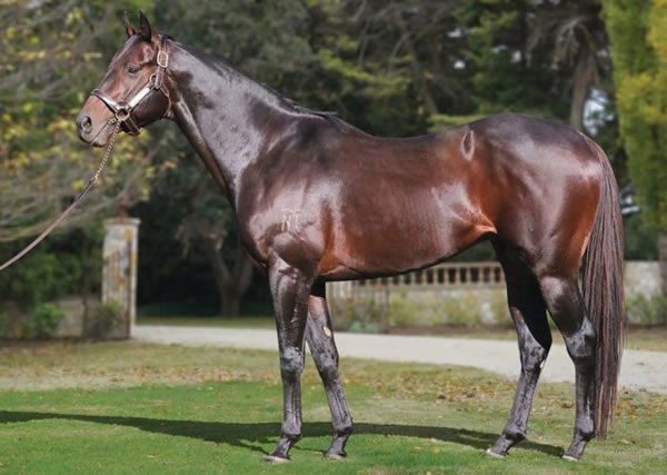 Rebel Dane is looking for a new home to stand at stud in NSW.