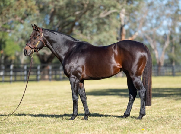 Rebel Dane stands at a fee of $22,000, click for a Hypo mating.