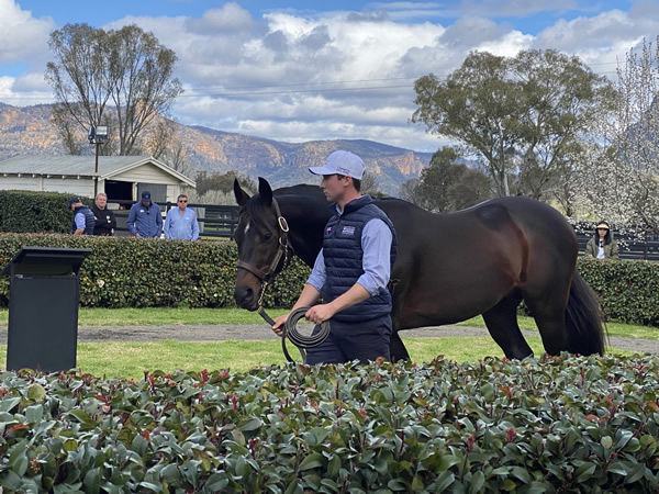 Rebel Dane was much admired at Widden Stud.