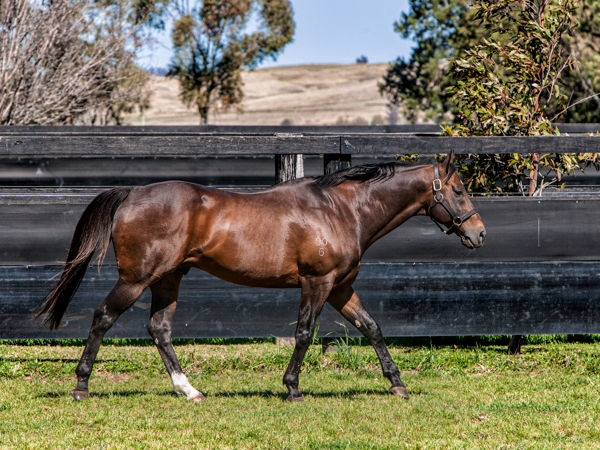 Redoute's Choice - last yearlings at Easter