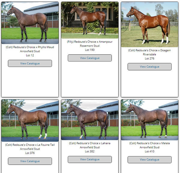 Click here to see the full gallery of 2021 Inglis Easter yearlings with images uploaded