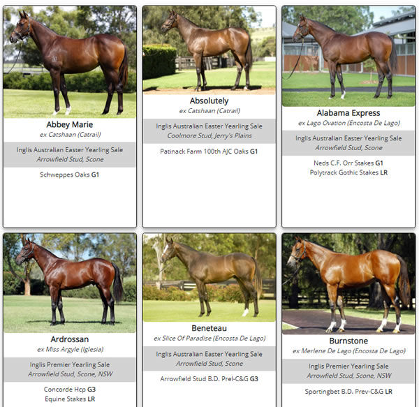 Click here to see the full gallery of Redoute's Choice stakes winners offered at sale