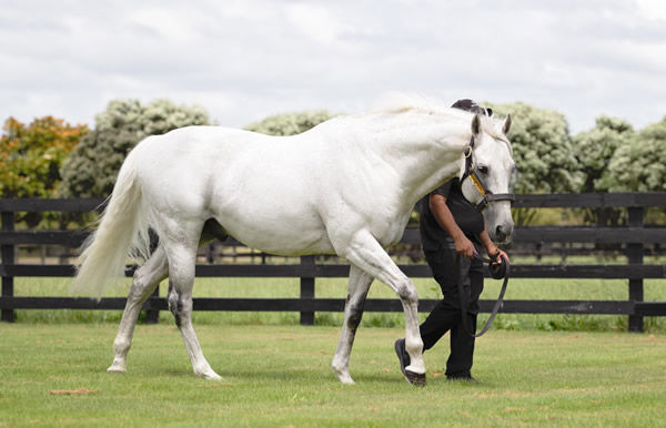Reliable Man stands at Westbury Stud.