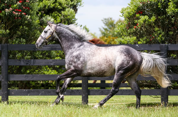 Reliable Man stands at $17,500 plus GST