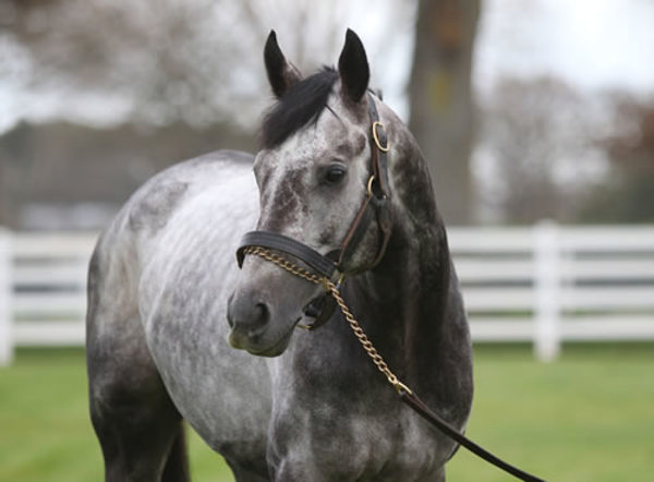 Roaring Lion (USA) - gone way too soon.