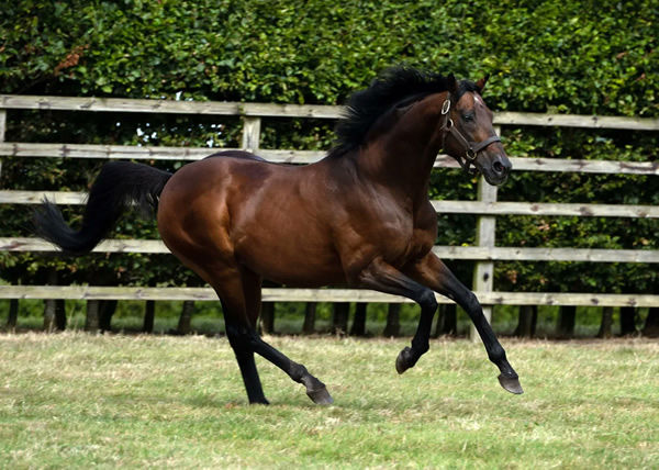 Rock of Gibraltar passed away at age 23.