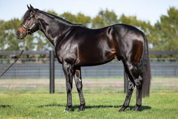 Royal Meeting (IRE) has made a dream start at stud, click for more info.
