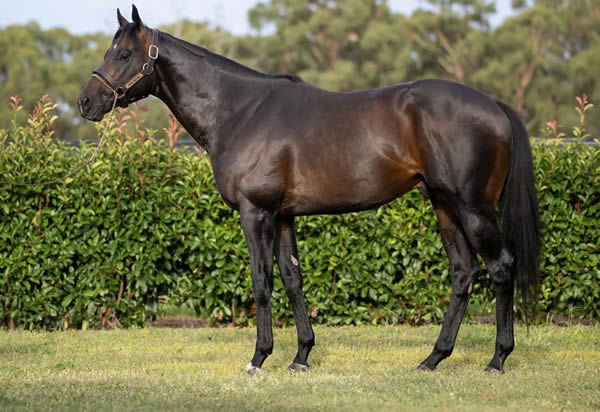 Royal Meeting is a Premium stallion, click for more information.