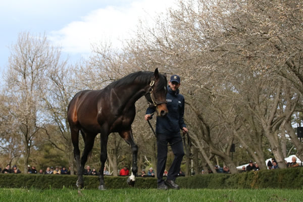 Russian Camelot (IRE) has some promising 3YO's to run this season.