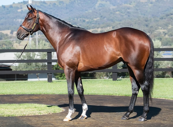 Santos is an exciting young sire son of I Am Invincible. 