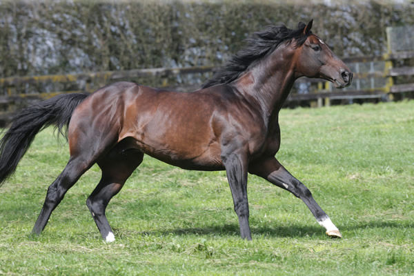 Satono Aladdin will be welcomed back to Rich hill Stud later this year.