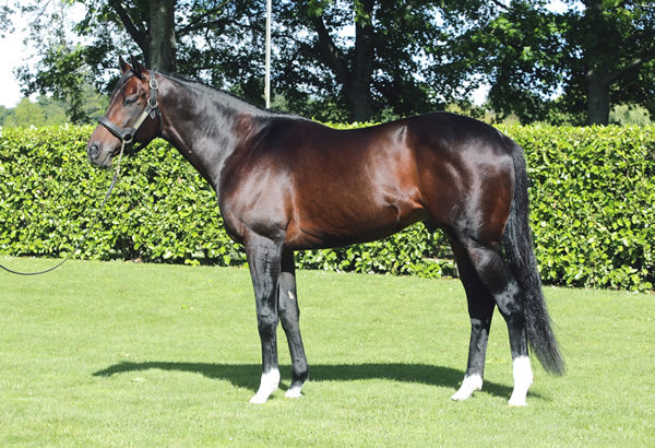 Satono Aladdin (Jpn) has produced a G1 winnerin each of his first two crops.