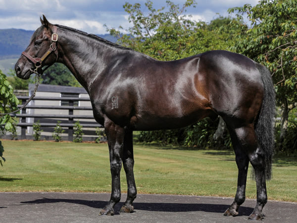 Savabeel, click to see his MM 2024 yearlings.
