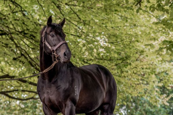 The Savabeel Legacy | Breednet
